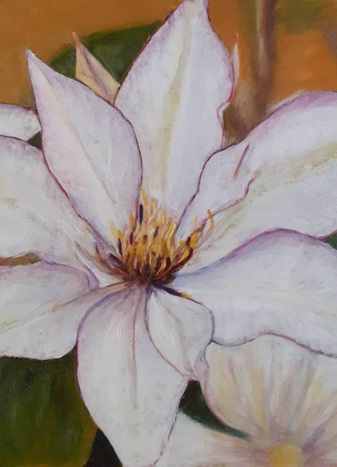 Clematis